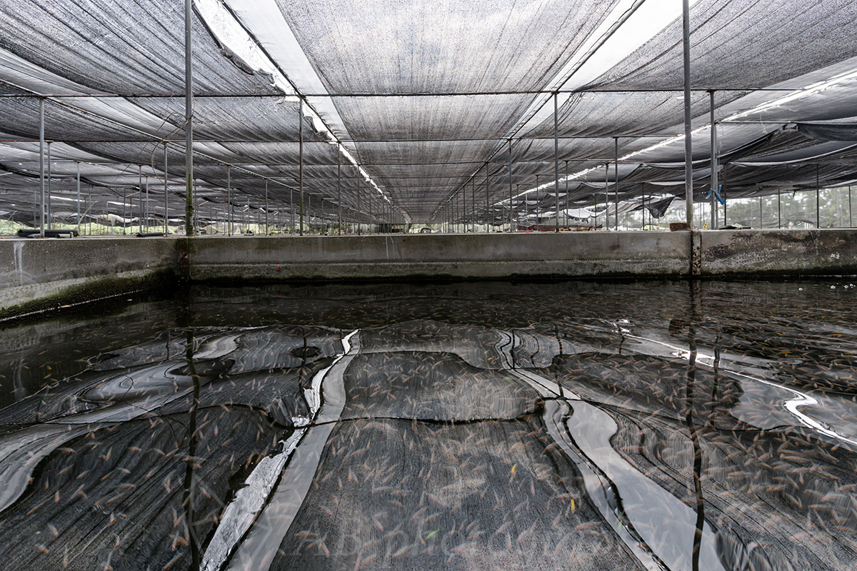 Read more about the article The three core aquaculture techniques are