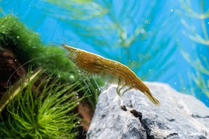 Caridina sp.