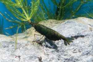 Green Jade Shrimp