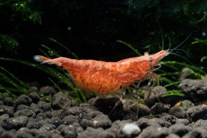 Red Cherry Shrimp