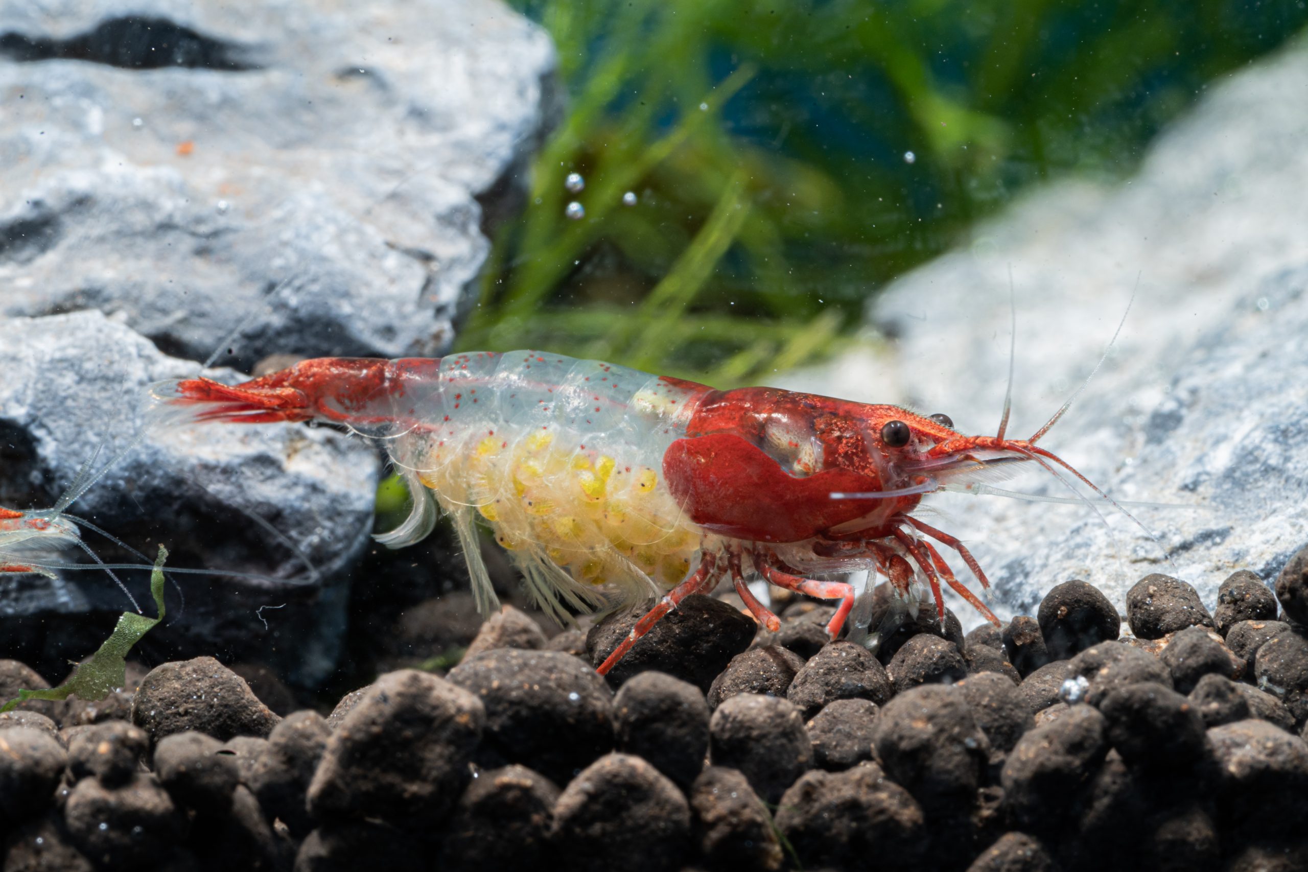 Read more about the article Rili Shrimps