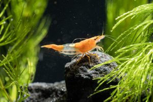 Rili  Shrimp Sneocaridina Denticulata var