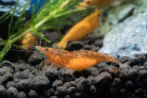 Sunkist Shrimp