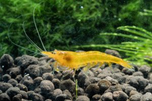 Golden-back Yellow Shrimp