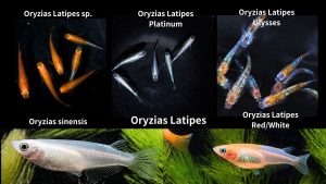 Oryzias Latipes SP.