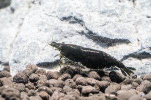 Black Sakura Shrimp