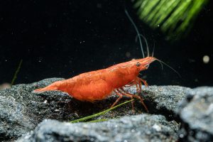 Red Cherry Shrimp