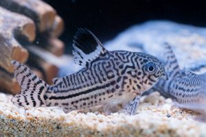 Corydoras julii