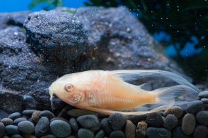 Corydoras paleatus Albino Longfin