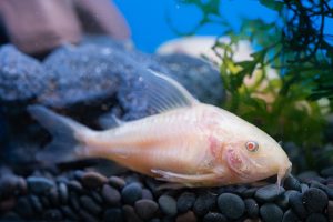 Corydoras aeneus var