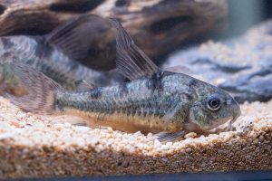 Corydoras paleatus