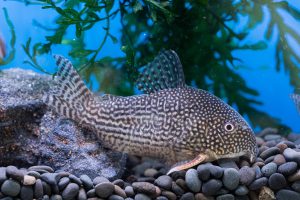 CORYDORAS STERBAI