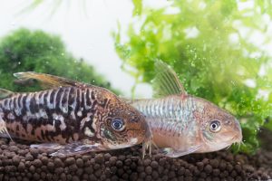 Corydoras pantanalensis C005