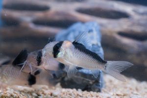 Corydoras duplicareus Sands