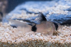 Corydoras panda “long-fin”