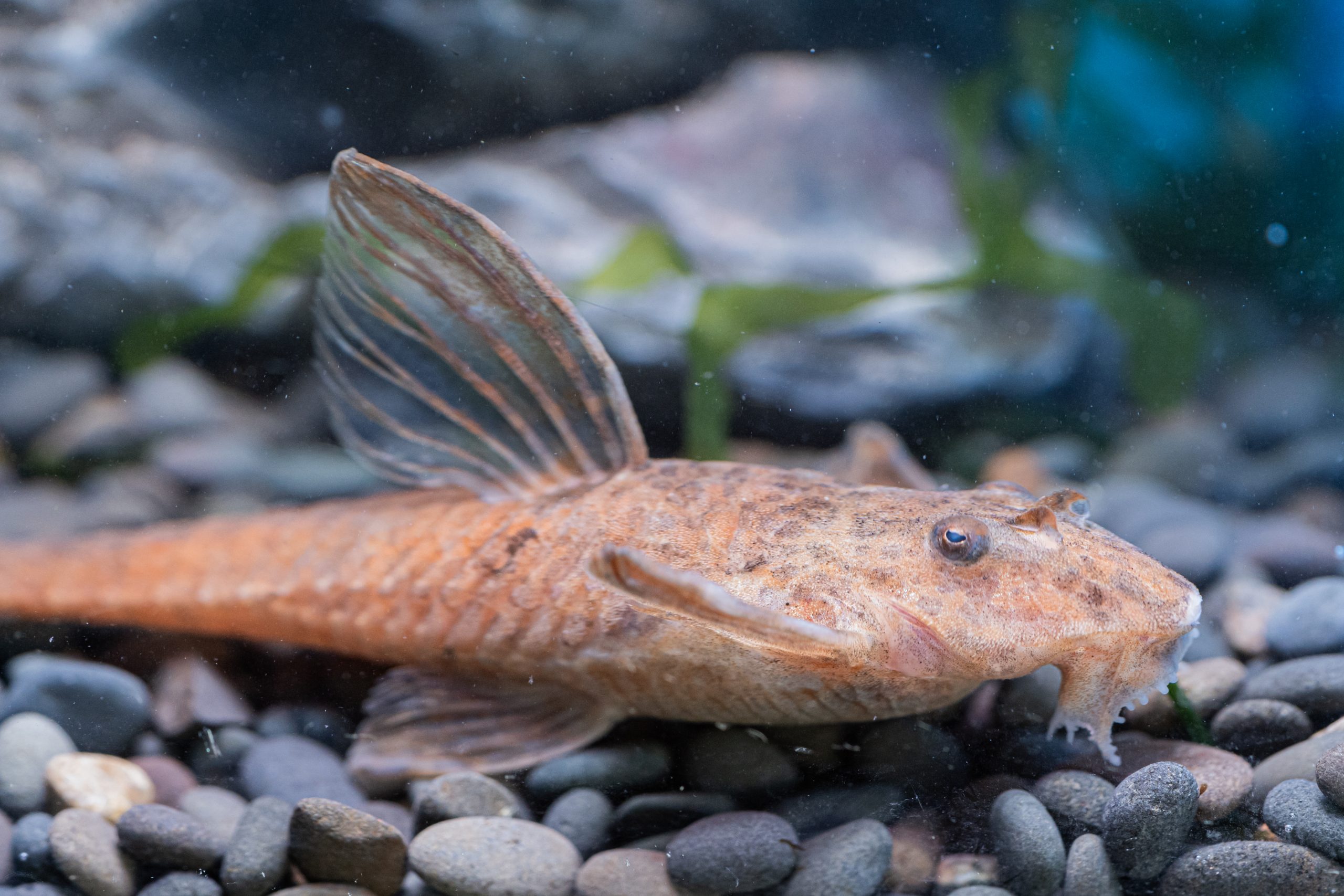 Rineloricaria sp. L010A MG International Aquarium