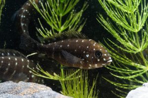 Tropheus duboisi