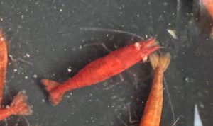 GE (gold eye) fire red  neocaridina