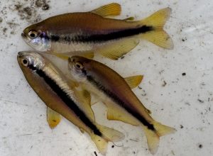 Inpaichthys sp. cf. kerri “Rio Aripuanã” /’Orange yellow’